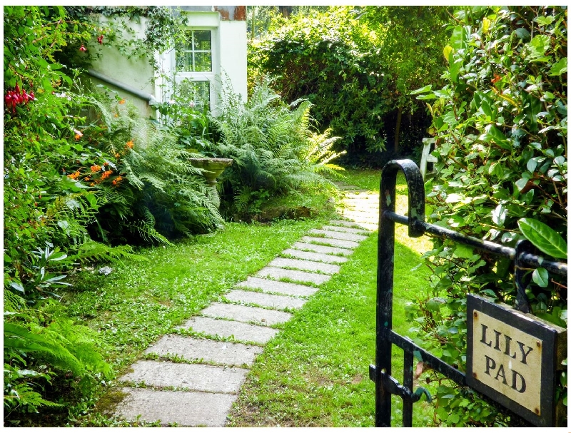 Click here for more about Lily Pad